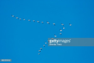View FullSize More Snow Geese Flying In Formation Stock Photo 86055502 ...