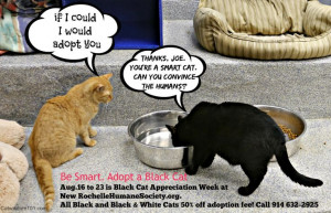 Black Cat Appreciation Day is Aug. 17. Adopt a lucky black cat.