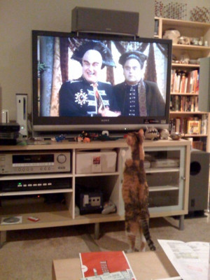 ... ≠ duck.fuckyeahb5:Why can’t I have a cat that watches Babylon 5