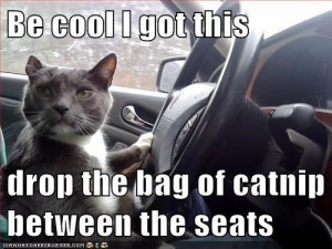 Be cool, I got this. Drop the bag of catnip between the seats.