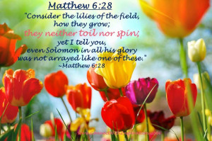 Consider The Lilies Of The Field, How They Grow; They Neither Toil Nor ...