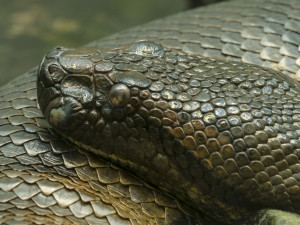 Image Search Giant Anaconda