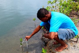 Get Involved with Mangroves