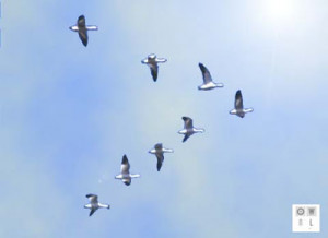 During the flight, each bird's wings create an uplift for the bird