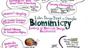 Quote of the Day: Janine Benyus on Biomimicry