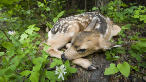 Beautiful Deer Child Baby Sleeping in Forest Animal Images