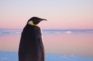 Global Warming Threatens Penguins