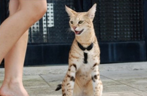 woman is like a tea bag. She only knows her strength when put in hot ...