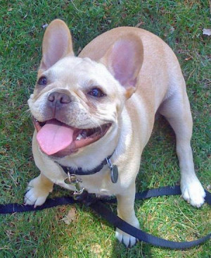 Lola The French Bulldog Pictures