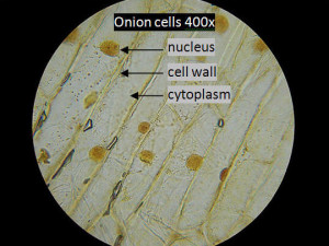 Onion Cell Diagram Labeled