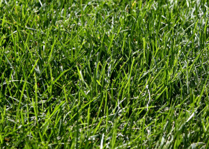 Green Grass Transparency