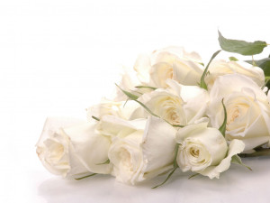 Roses Pure White Roses