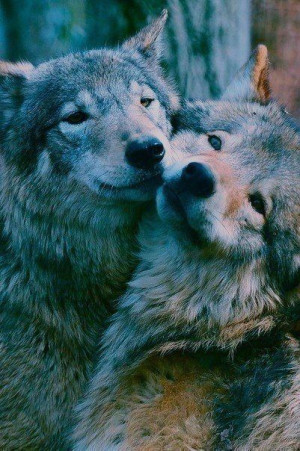 Cute wolves c: