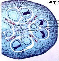 monocot plant root cross section
