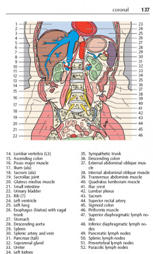 Lumbar Spinal Nerve Distribution