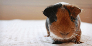 File Name : guinea-pig-sad-frown.gif Resolution : 545 x 276 pixel ...