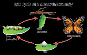 Butterfly Life Cycle For Kids Life cycle of a monarch
