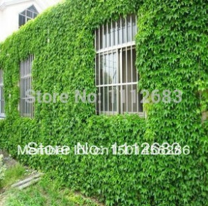 climbing ivy plant Price
