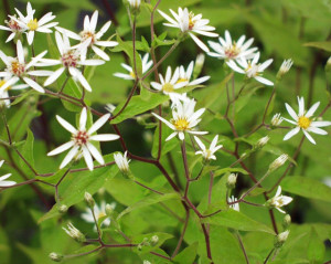 ASTER divaricatus