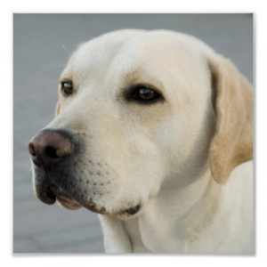 ... Retriever, Dogs Lovers, Dogs Sayings, Wise Words, A Quote, True