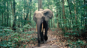 Forest elephants are smaller than their savannah-dwelling cousins and ...