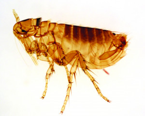 What Do Fleas Look Like?
