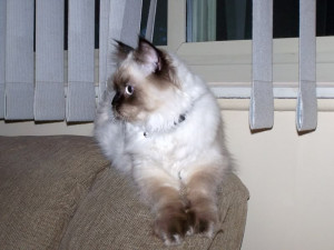 Homeward Bound Sassy Quotes