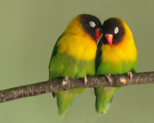 Happy Valentine's Day, Animal Love Pictures