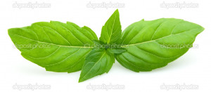 Fresh Mint Leaves Stock Photo Maria Ignatenco