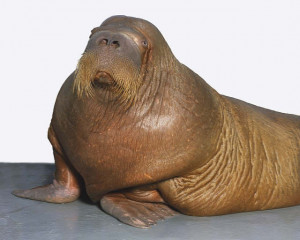 Does anyone else think Ambrose Burnside looks like a walrus?