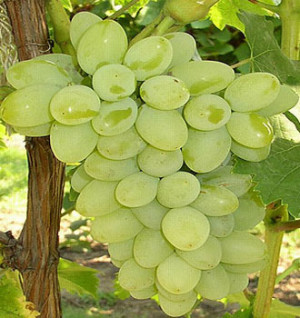 Grape seed extract and the prevention of chronic degenerative disease.