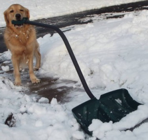 Dog Shoveling Snow