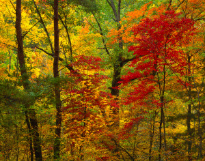 red autumn forest yellow red autumn forest red autumn forest