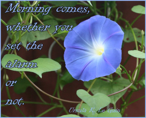 Good Morning Quotes with Flowers