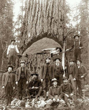 Vintage Logging HistoryLumberjacks, States Washington, Einstein Quotes ...