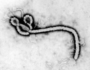 Ebola is an enormous, worm-like virus tailored to quick and painful ...