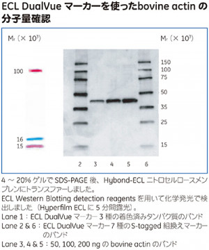 Amersham ECL DualVue Western Blotting Markers