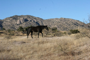 Bellota Ranch, AZ