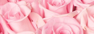 Lot Pink Rose Flowers Facebook Timeline Covers