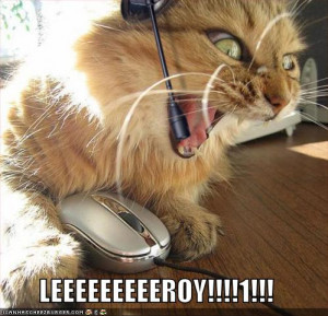 funny lol cat seems angry leroy image photo picture