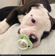 American Bulldog Baby • APlaceToLoveDogs.com • dog dogs puppy ...