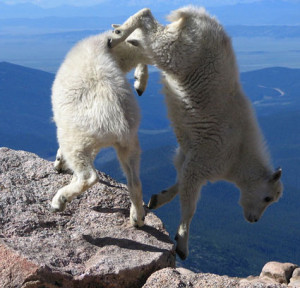 Re: As sure footed as a mountain goat?