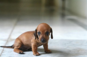 Cute Dachshund Puppies Pictures