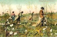 Picking Cotton LOUISIANA quot unused color postcard with undivided ...