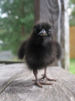 cute baby crow have never seen a baby crow despite the swarms of adult ...