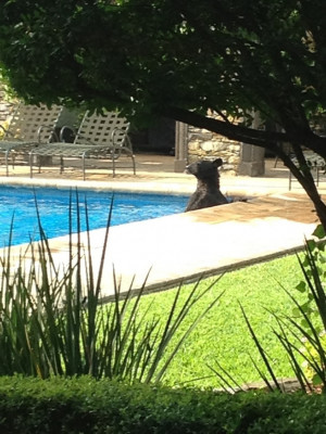 Bear Swimming Pool...