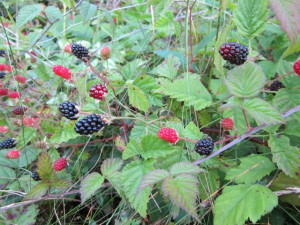 Do Wild BlackBerry Plants Flower
