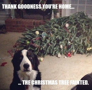 dog funny christmas tree fainted