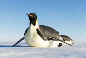 Emperor Penguins slide on their bellies to move quickly
