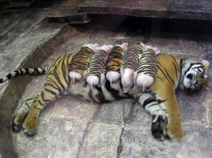 Funny baby tiger